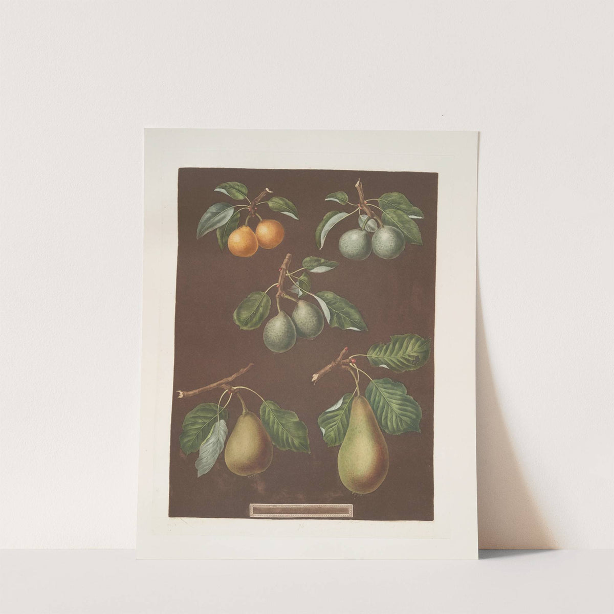 The pear (Petit muscat, Sweet sugar, Green chissel, Citron de calmes and the Jargonelle varities). (1812) by George Brookshaw