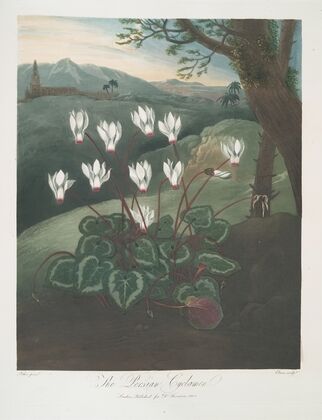 The Persian Cyclamen