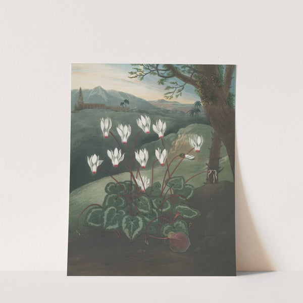 The Persian cyclamen by Robert John Thornton