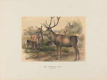 The Persian Deer