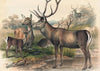 The Persian Deer