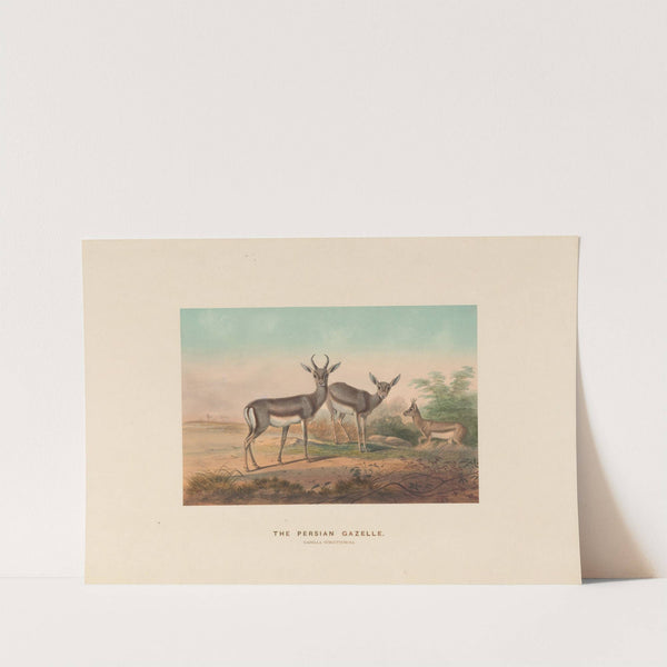 The Persian Gazelle by Joseph Wolf