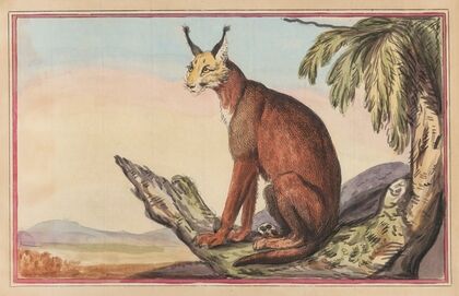 The Persian Lynx (1787)