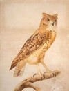 The Pharaoh eagle-owl (Bubo ascalaphus)