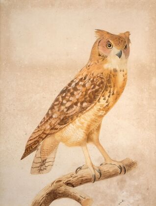 The Pharaoh eagle-owl (Bubo ascalaphus)
