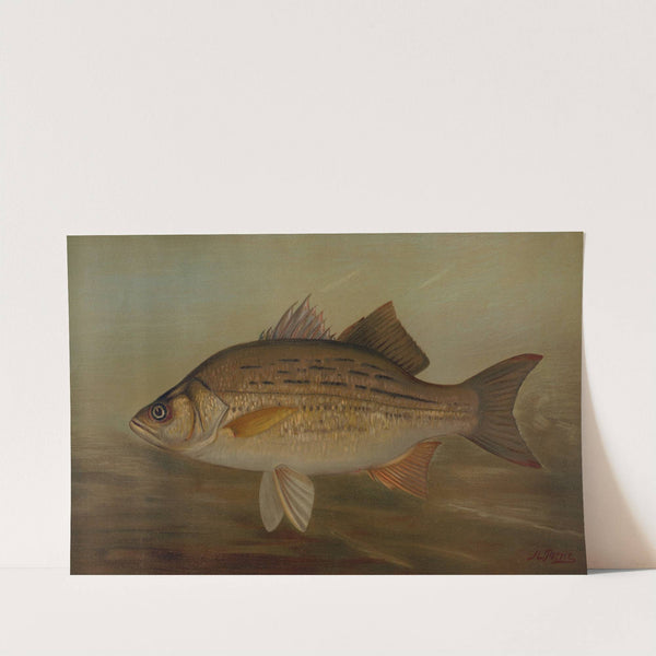 The Pike, Lucius lucius. by John L. Petrie
