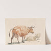 The Pissing Cow by Johann Teyler