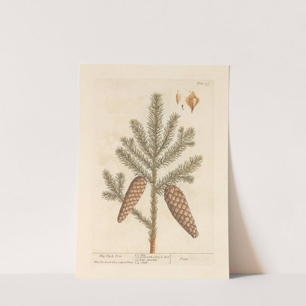 The pitch tree by Elizabeth Blackwell