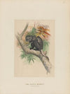 The Pluto Monkey