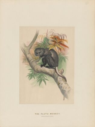 The Pluto Monkey