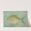 The Pompano, Trachinotus carolinis. by John L. Petrie