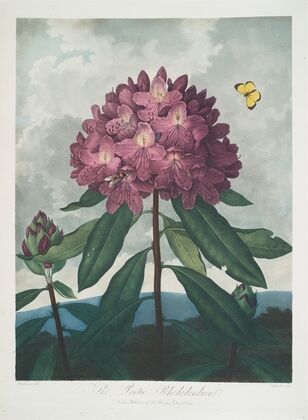 The Pontic Rhododendron.