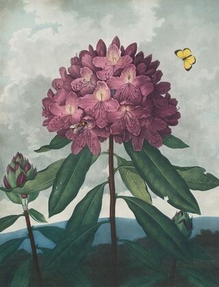 The pontic rhododendron