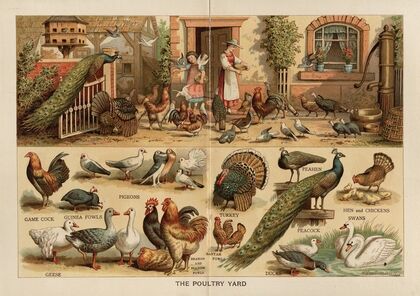 The Poultry Yard