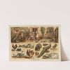 The Poultry Yard by Frederick Warne &amp; Co