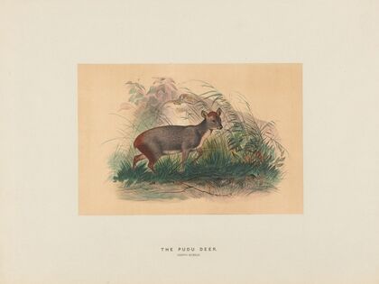 The Pudu Deer