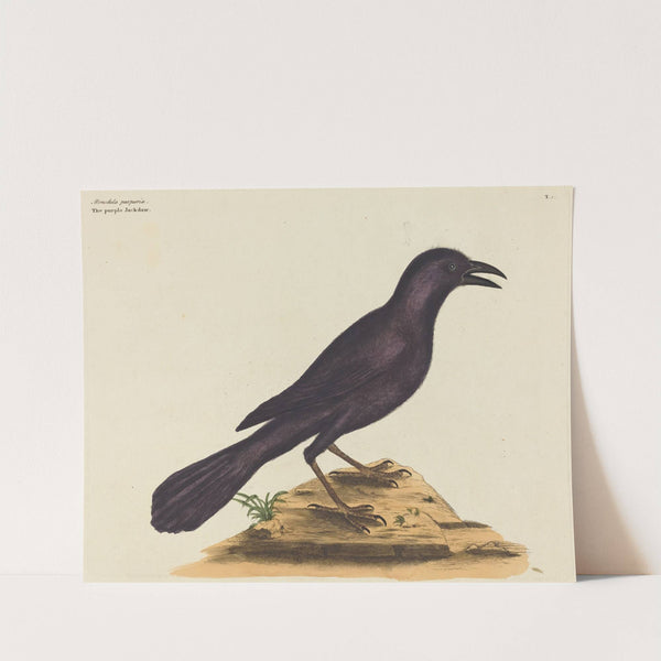 The Purple Jack Daw (Gracula Quiscula) by Mark Catesby