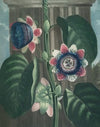 The quadrangular passion-flower