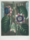 The Quadrangular Passion-Flower