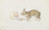The Rabbit (1837)