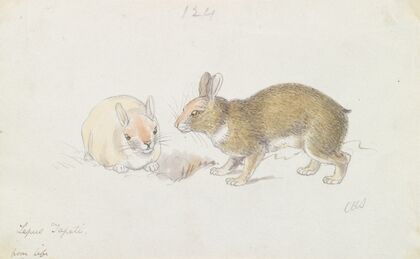 The Rabbit (1837)