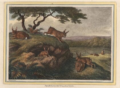 The Rabbit (1812)