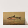 The Rainbow Trout, Salmo irideus. (1898) by John L. Petrie