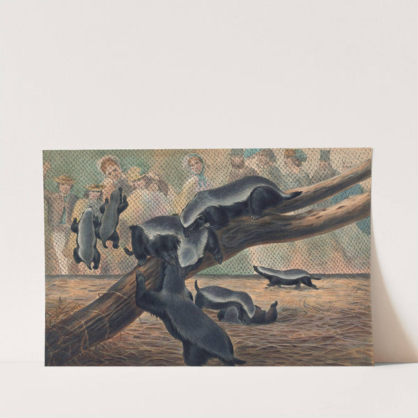 The Ratels by Joseph Wolf