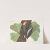 The red belly&#039;d Woodpecker; The hairy Woodpecker ; Black Oak. by Mark Catesby