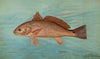 The Red Drum or Channel Bass, Scioena ocellata.