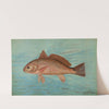 The Red Drum or Channel Bass, Scioena ocellata. by John L. Petrie