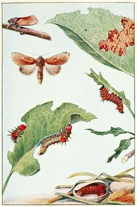 Insect Artwork