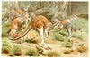 The Red Kangaroo (1893-1896)
