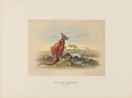 The Red Kangaroo