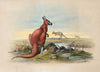 The Red Kangaroo
