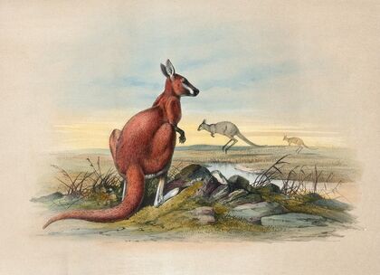 The Red Kangaroo