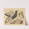The Red Legged Thrush (Turdus plumbeus) by Mark Catesby