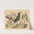The Red Legged Thrush (Turdus plumbeus) by Mark Catesby