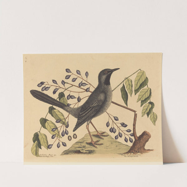The Red Legged Thrush (Turdus plumbeus) by Mark Catesby