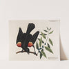 The red Wing&#039;d Starling. The broad leaved candle-berry Myrtle. by Mark Catesby