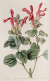 The Regla Sage