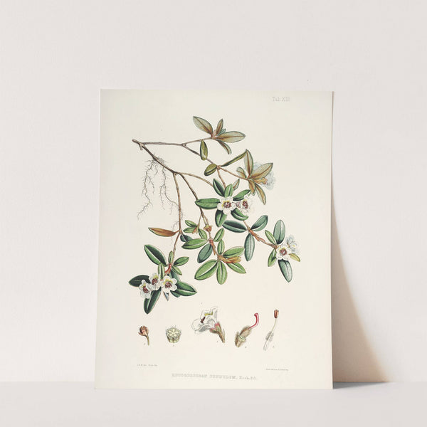 The Rhododendrons of Sikkim-Himalaya Pl.13 by Walter Hood Fitch