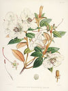 The Rhododendrons of Sikkim-Himalaya Pl.21