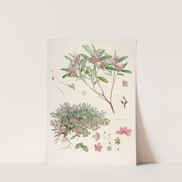 The Rhododendrons of Sikkim-Himalaya Pl.26 by Walter Hood Fitch