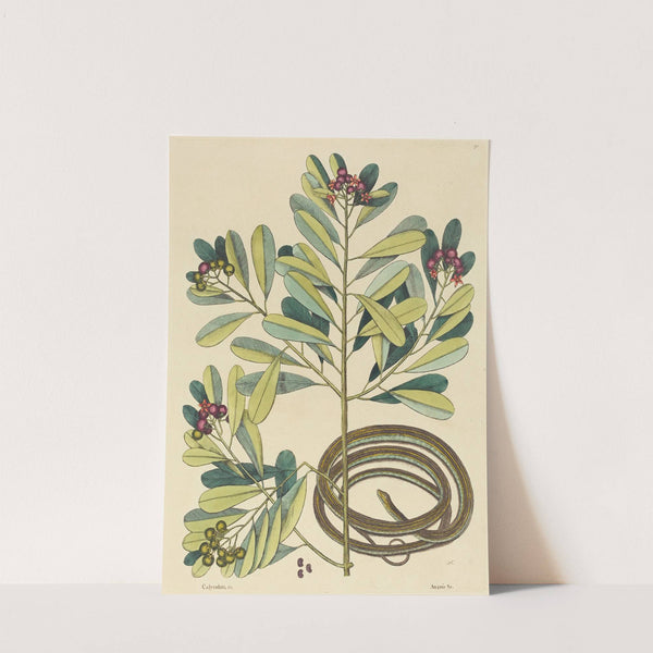 The Ribbon Snake (Coluber saurita) by Mark Catesby