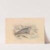 The Ringed Seal by James Stewart