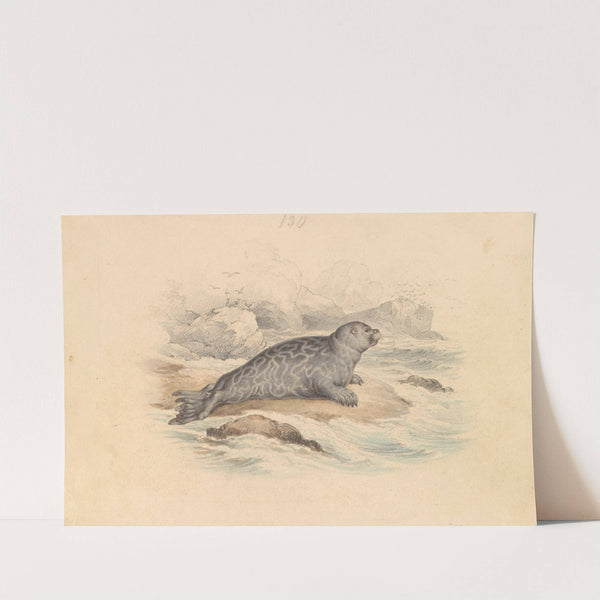 The Ringed Seal by James Stewart