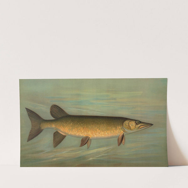 The Rock Bass, Ambloplites rupestris. (1898) by John L. Petrie