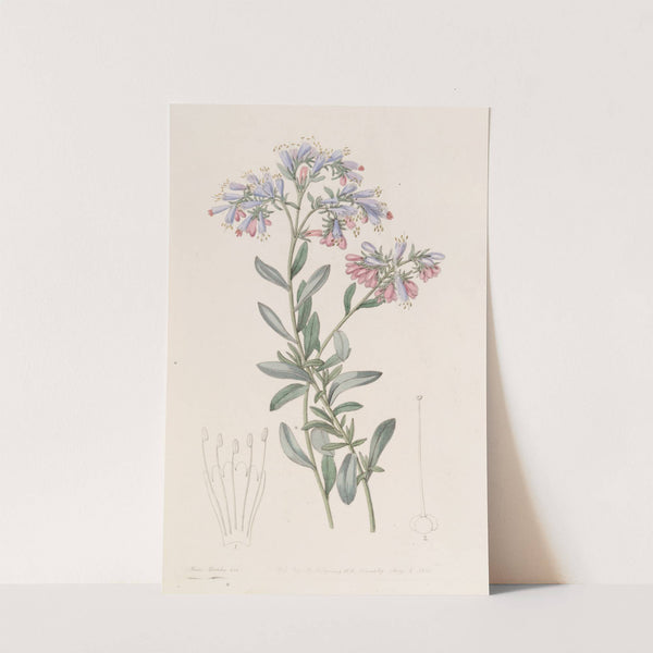The Rock Bugloss by Sydenham Edwards