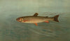 The Rocky Mountain Trout, Salmo mykiss.
